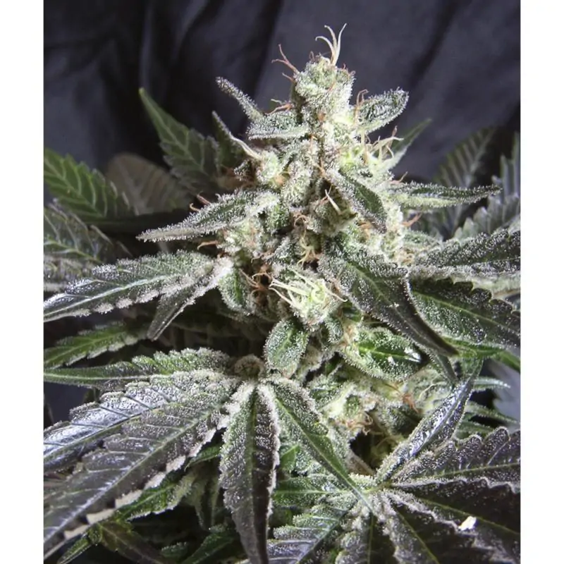 Black Jack sweet seeds