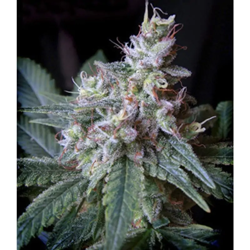 Cream Caramel sweet seeds