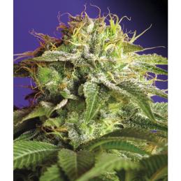 Green Poison