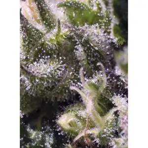 Cream Caramel (automática) sweet seeds