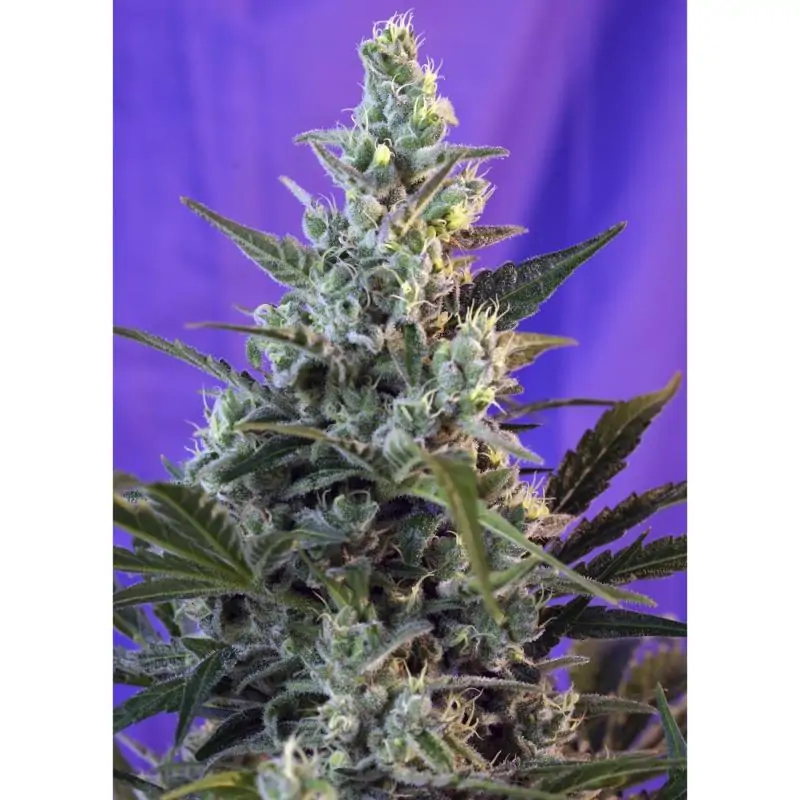 Sweet Skunk Auto sweet seeds