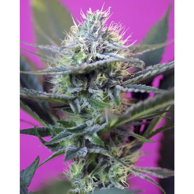 + Speed Auto sweet seeds