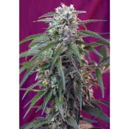 Auto Green Poison