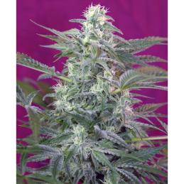 Big Foot sweet seeds