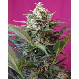 Big Devil XL sweet seeds