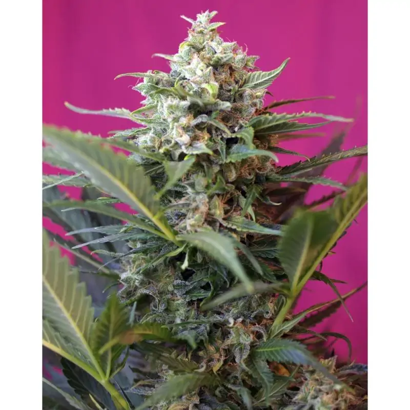 Big Devil XL sweet seeds