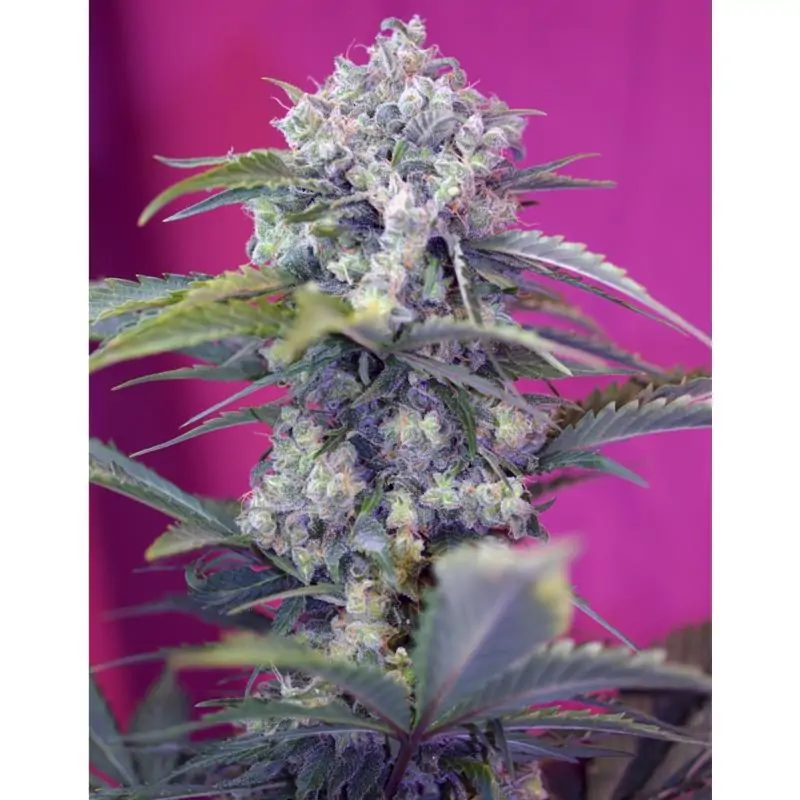 Cream Mandarine sweet seeds