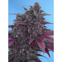Dark Devil sweet seeds