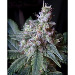 Cream Caramel Fast Version sweet seeds