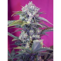 Cream Mandarine Fast Version sweet seeds
