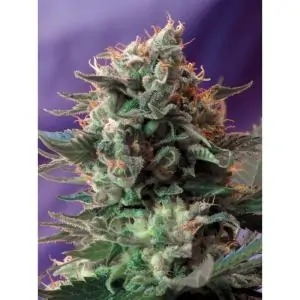 Jack 47 Fast Version sweet seeds