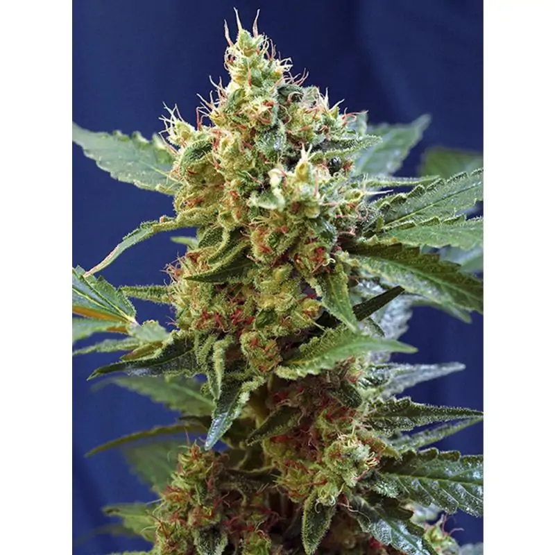 Auto Cream Mandarine XL
