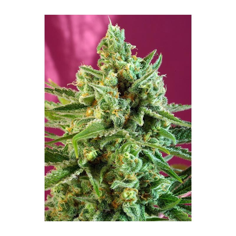 S.A.D Sweet Afgani Delicious CBD sweet seeds