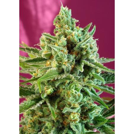S.A.D Sweet Afgani Delicious CBD sweet seeds