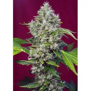 San Fernando Lemon Kush sweet seeds