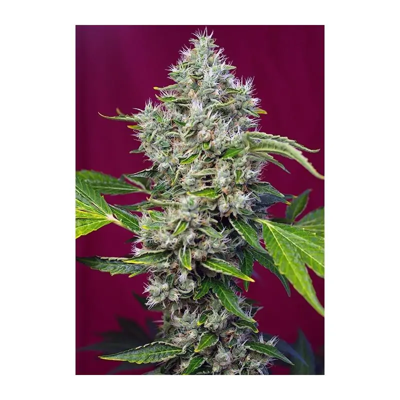 San Fernando Lemon Kush sweet seeds
