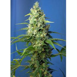 Auto Honey Peach CBD