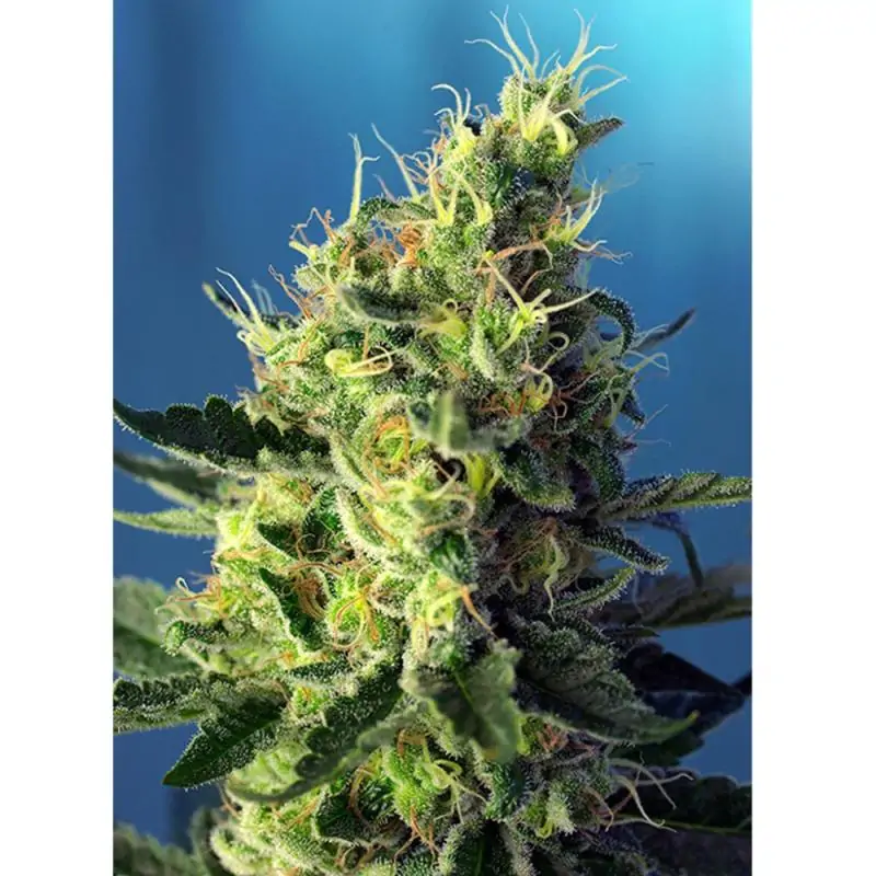 Sweet Pure CBD sweet seeds