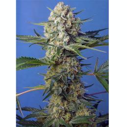 Crystal Candy F1 FV  sweet seeds