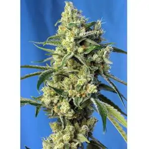 Sweet Amnesia Haze sweet seeds