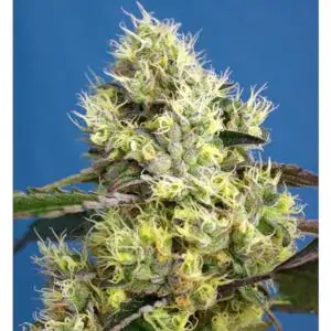 Sweet Gelato Auto sweet seeds