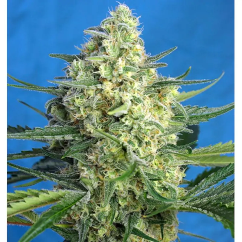 Jack 47 XL Auto sweet seeds