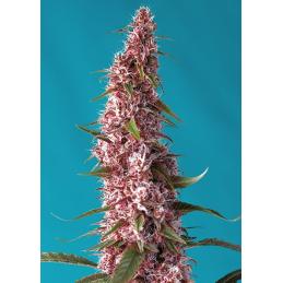 Auto Red Pure CBD sweet seeds