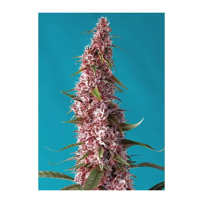 Auto Red Pure CBD sweet seeds