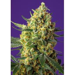 Auto Crystal Candy XL sweet seeds