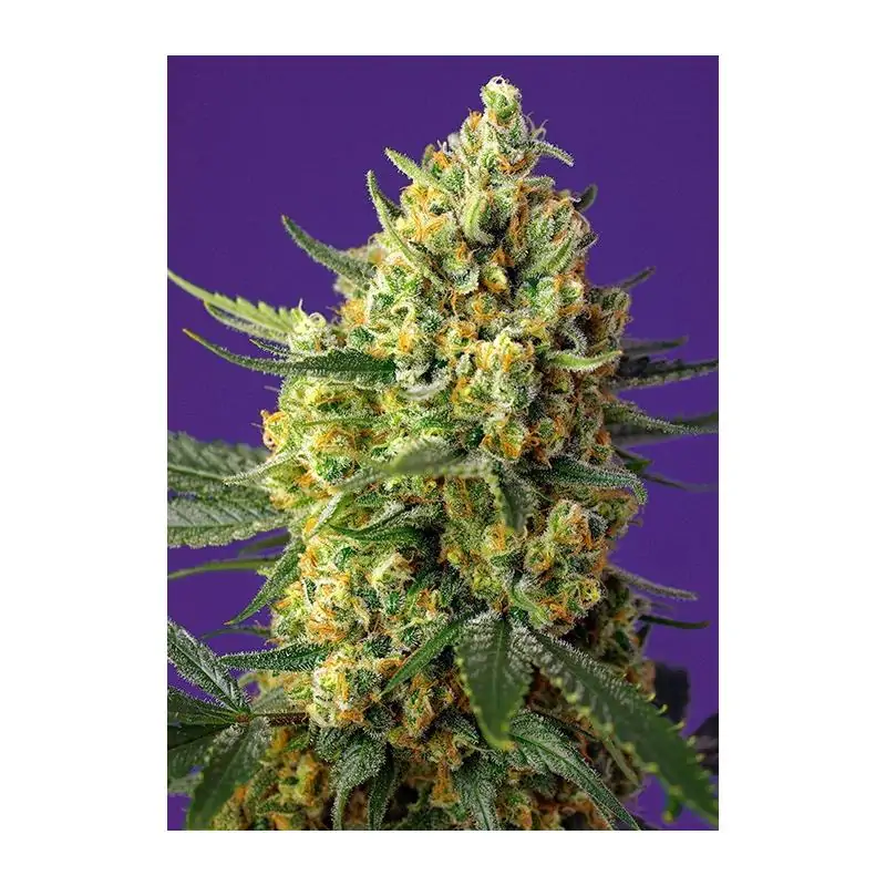 Auto Crystal Candy XL sweet seeds