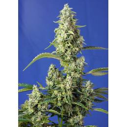 Gorilla Girl XL Auto sweet seeds