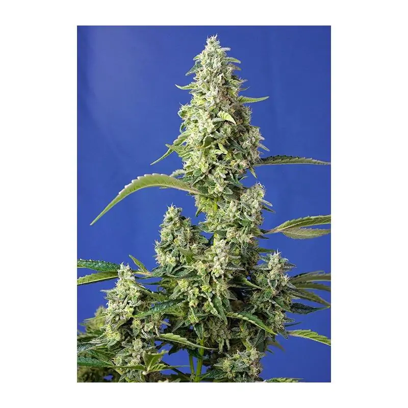 Gorilla Girl XL Auto sweet seeds