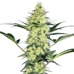 White Diesel white label