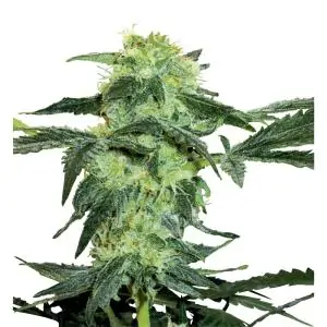 White Ice white label