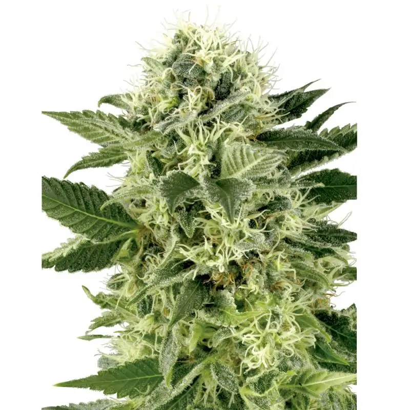 Northern Lights white label