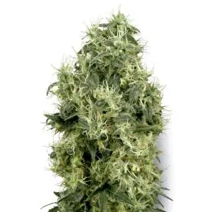 White Gold white label