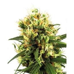 White Haze Automatic white label
