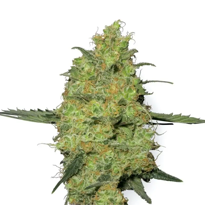 Master Kush