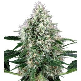 Power Plant Auto white label