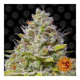 Blue Gelato