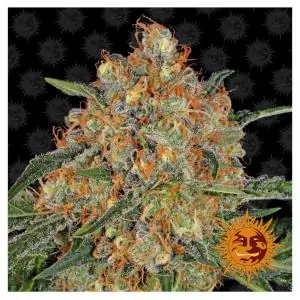 Orange Sherbert Barneys Farm