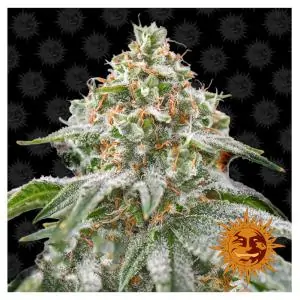 Pink Kush Barneys Farm