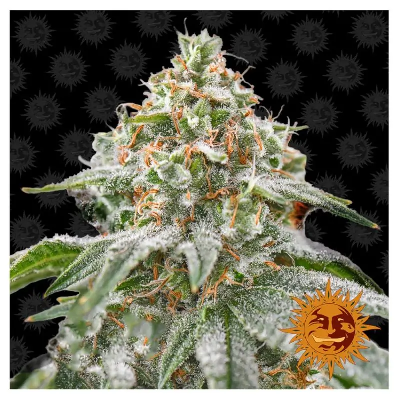 Pink Kush Barneys Farm