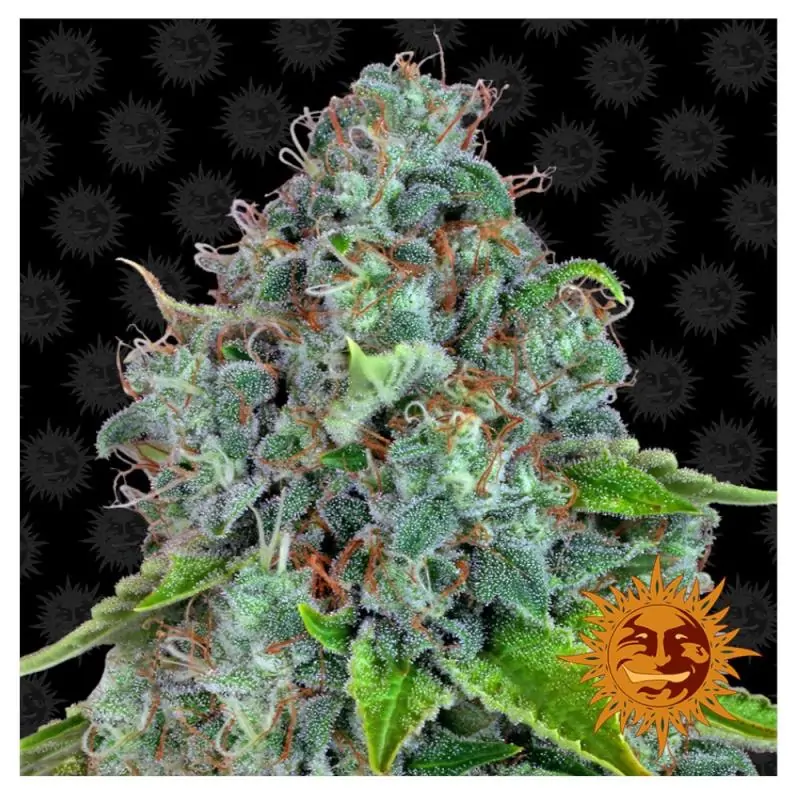 Strawberry Lemonade Barneys Farm