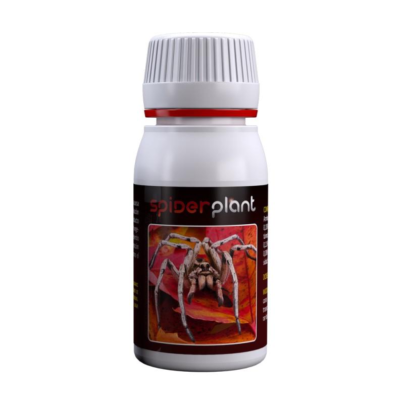 Spider Plant 60ml