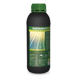 Bachumus Evolution...
