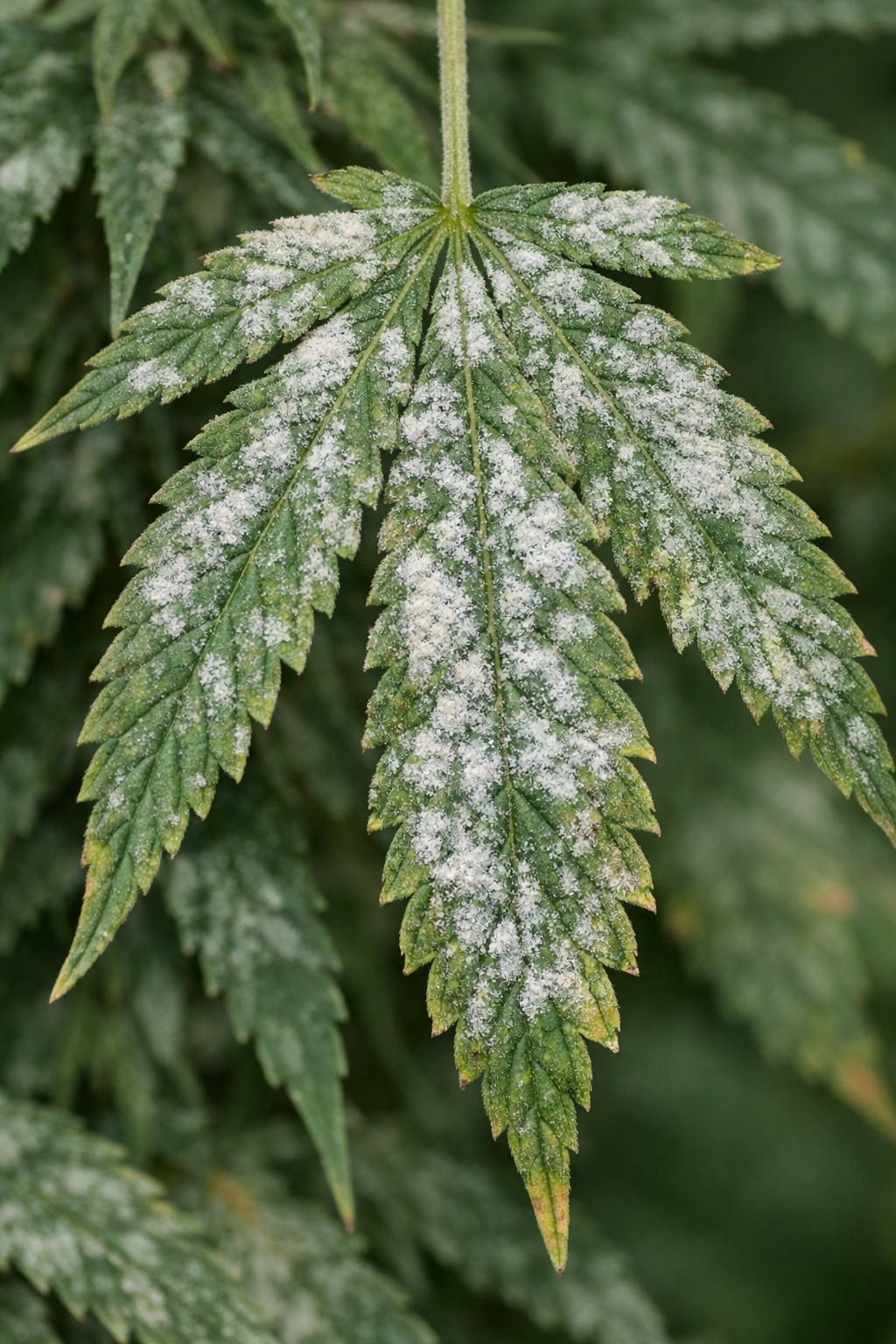 Cómo Eliminar los Hongos en el Cultivo de Cannabis y Proteger tu Cosecha