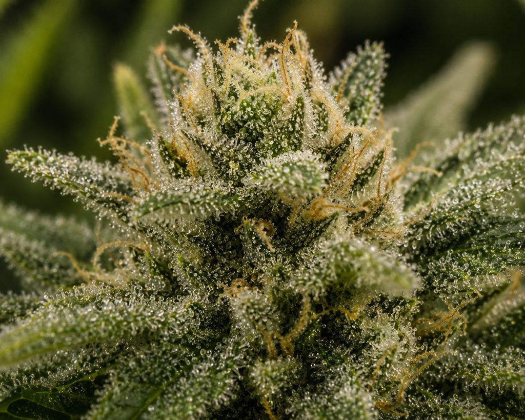 Flor cannabis hembra