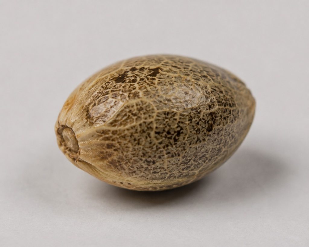 Semilla cannabis madura