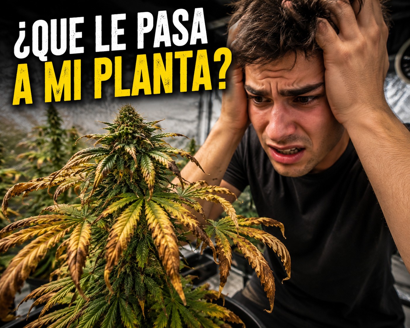 🌱 ¿Qué le pasa a mi planta? Carencias de Nutrientes